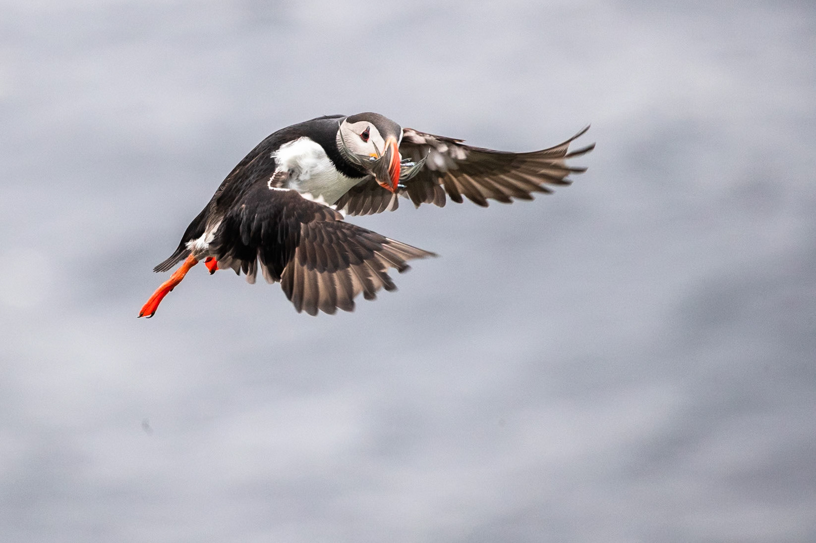 Atlantic puffin, Grímsey Island, Iceland