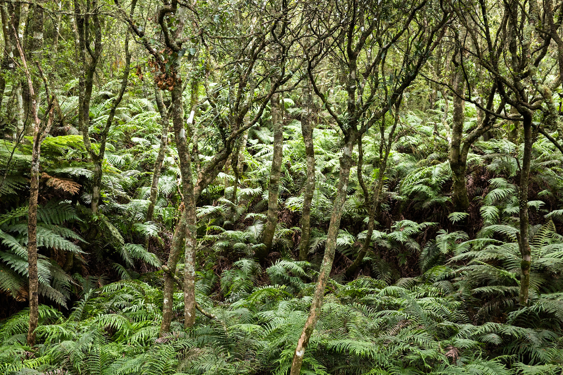 Crater Lake and Rainbow Mountain, Rotorua, New Zealand