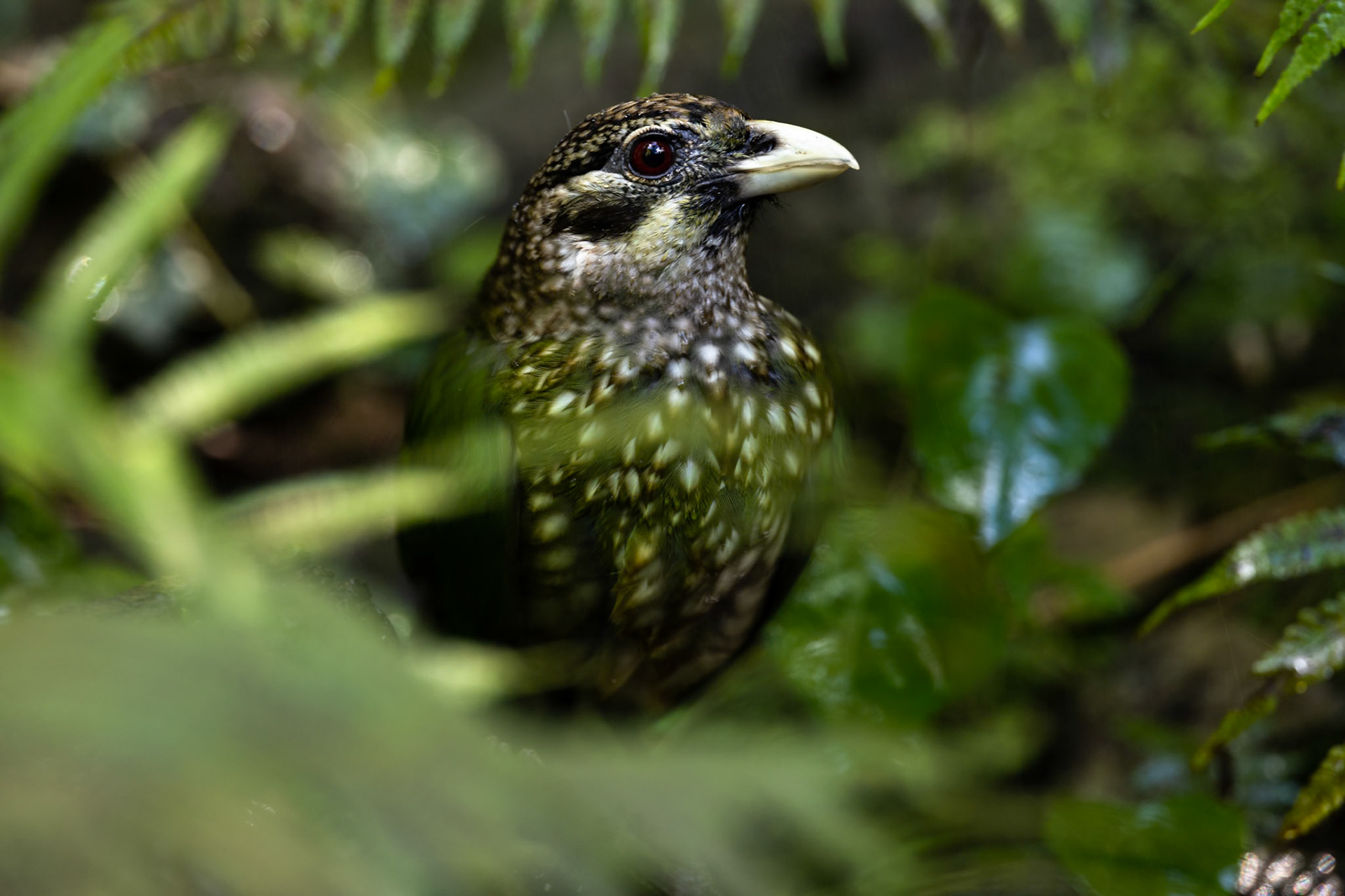 Spotted catbird, Lake Eacham, Atherton Tablelands, Queensland