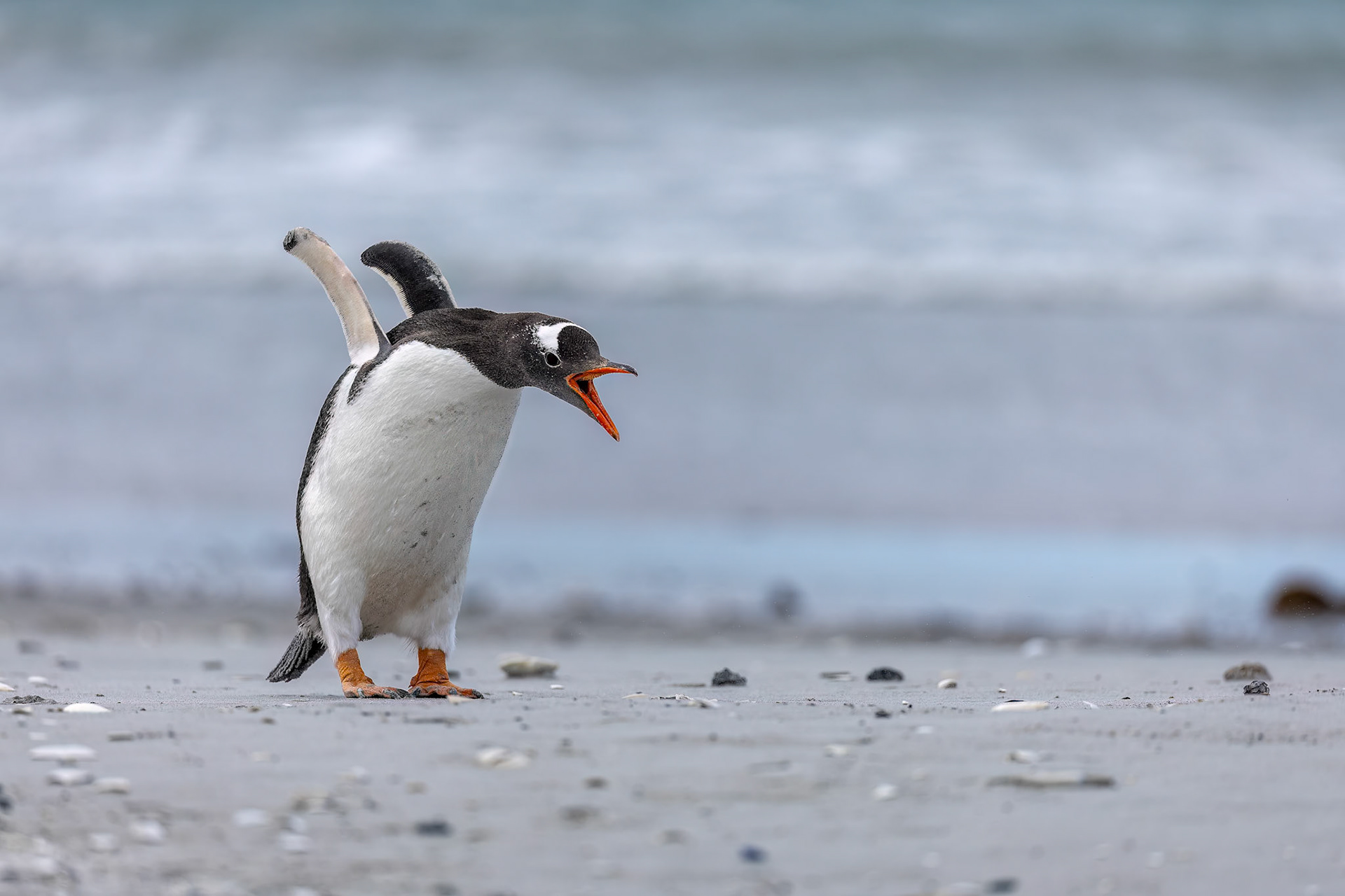 Gentoo penguin, Whale Point, Falkland Islands