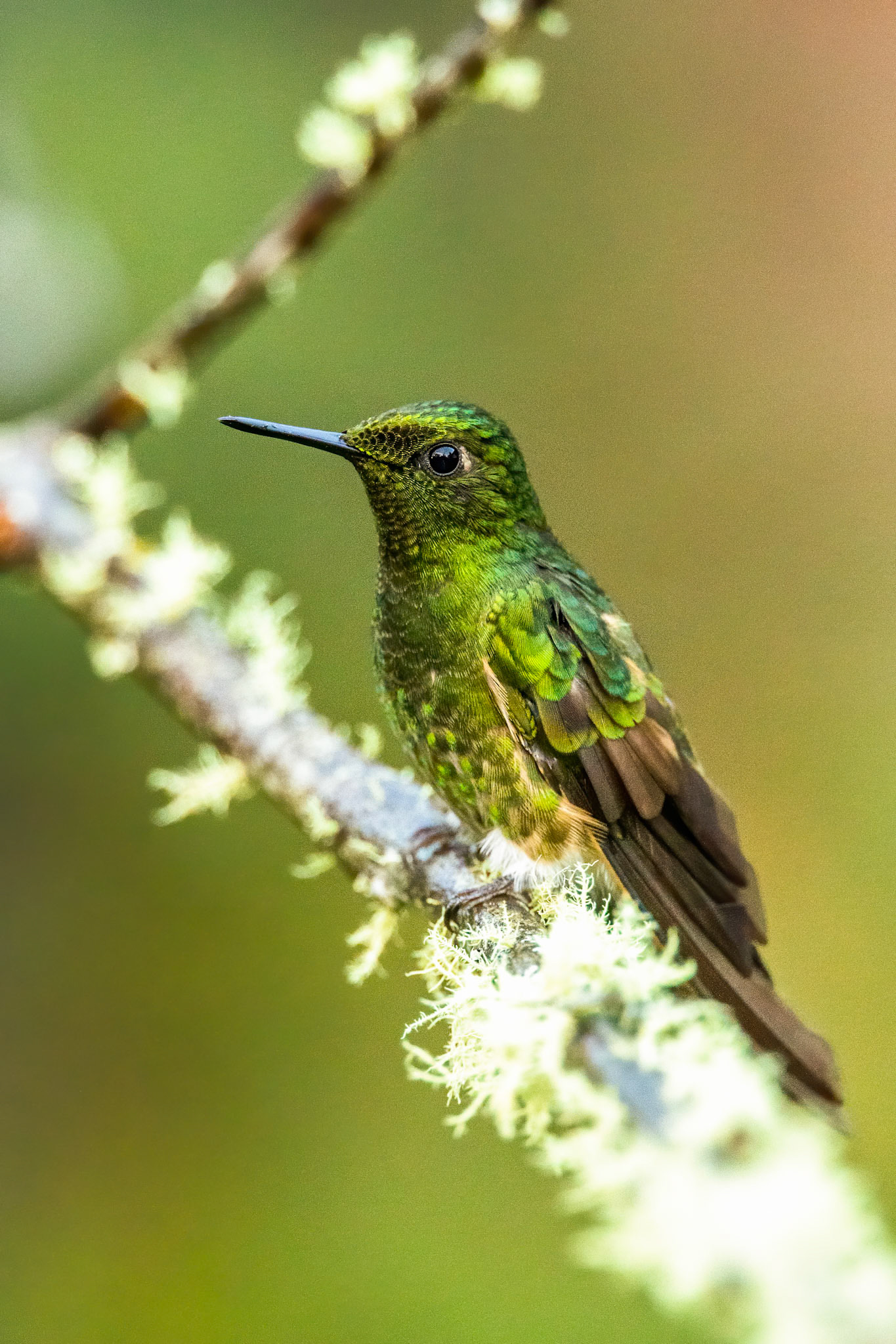 Buff-tailed coronet, Rio Blanco, Colombia
