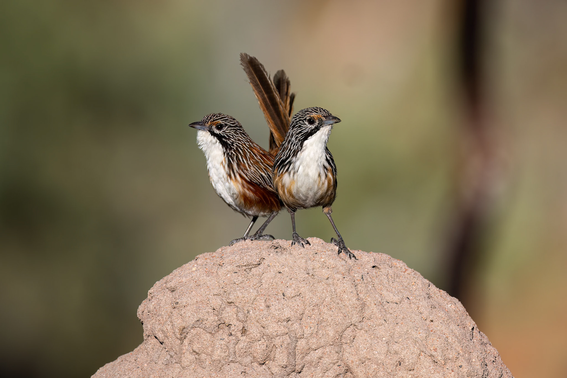 Carpentarian grasswren, Mt Isa, Queensland, Australia