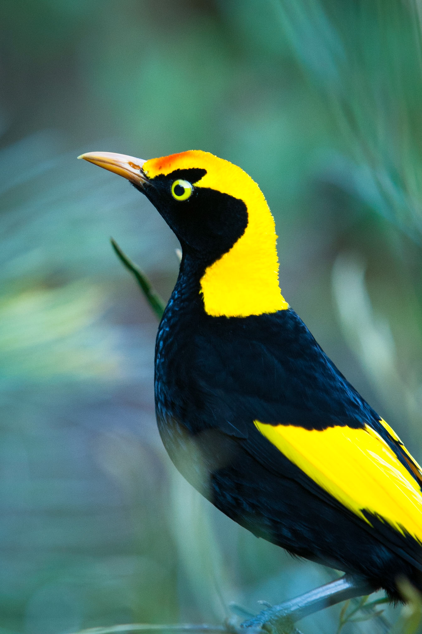 Lamington National Park, Queensland