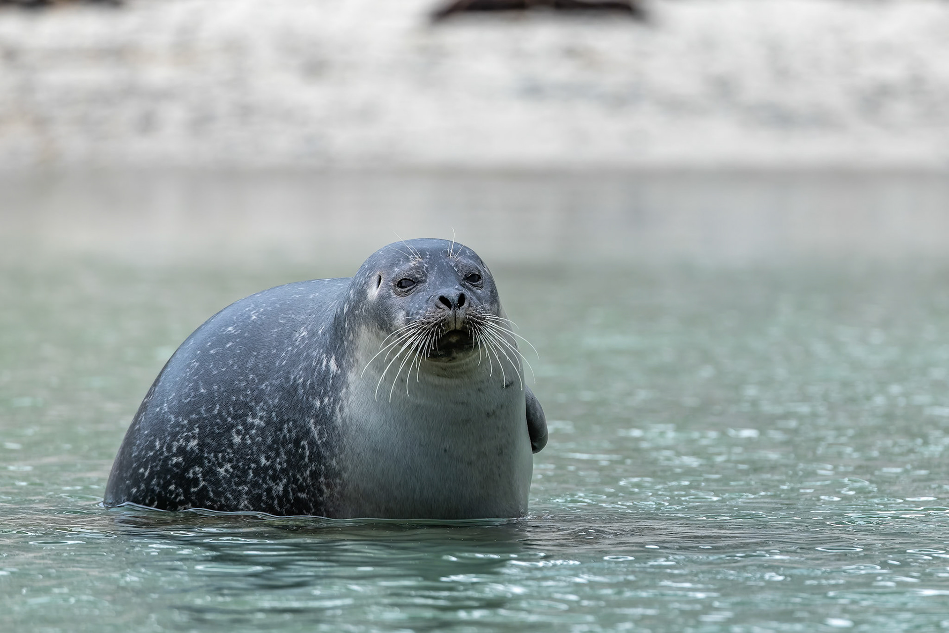 Harbour seal, Magdelena Fjord, Svalbard, Norway