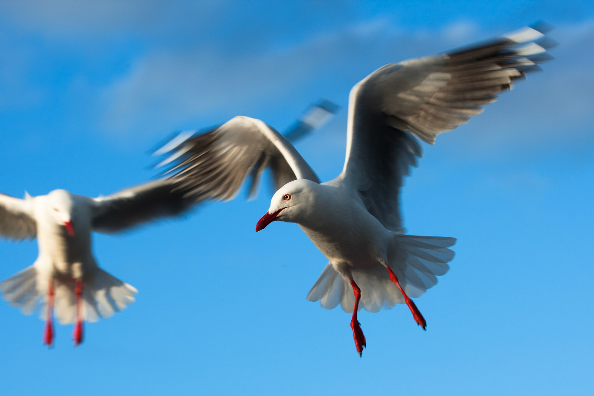 Silver gulls gathered for feeding, Kingscote, Kangaroo Island
