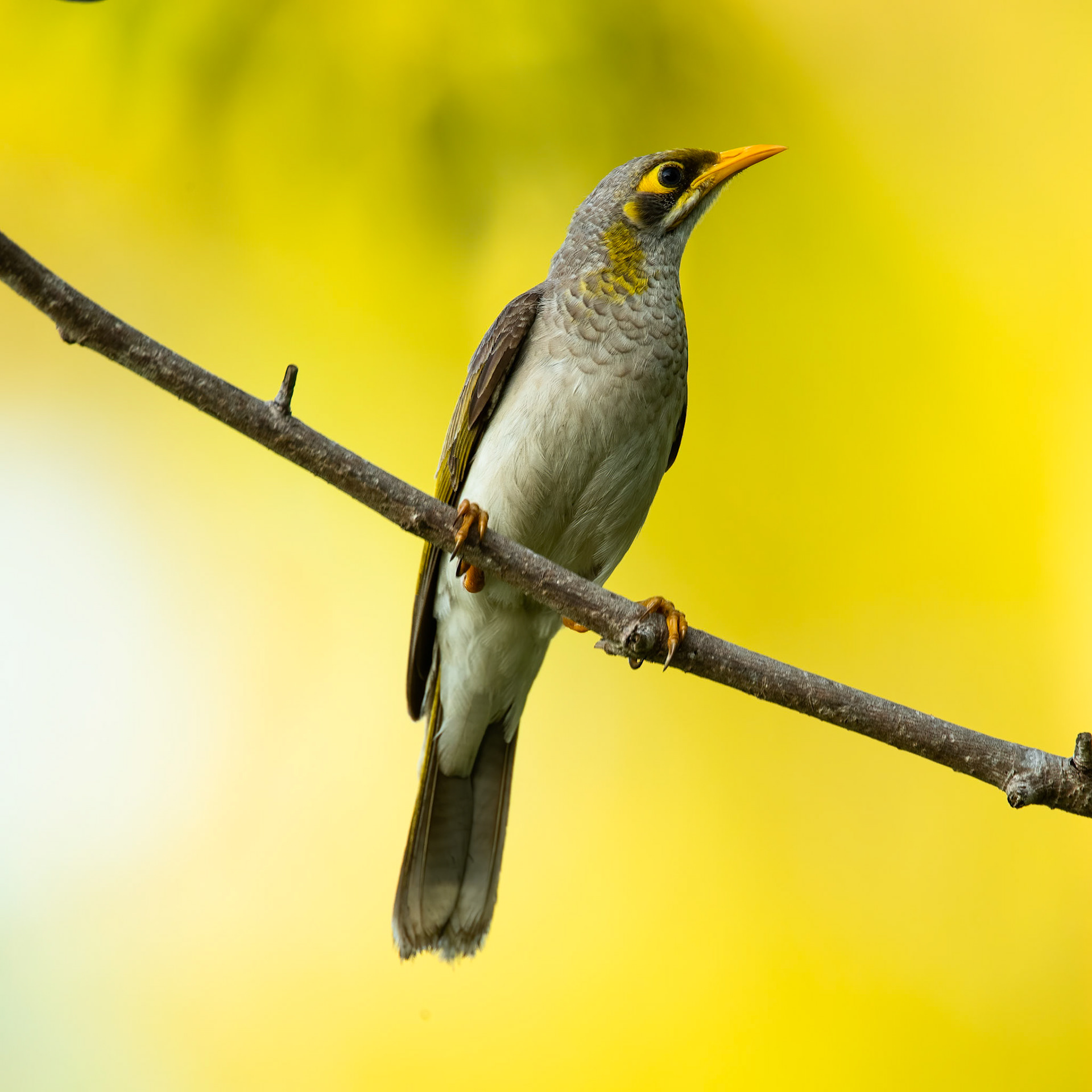 Yellow-throated miner, Darwin, Marlow lagoon, Darwin, Australia