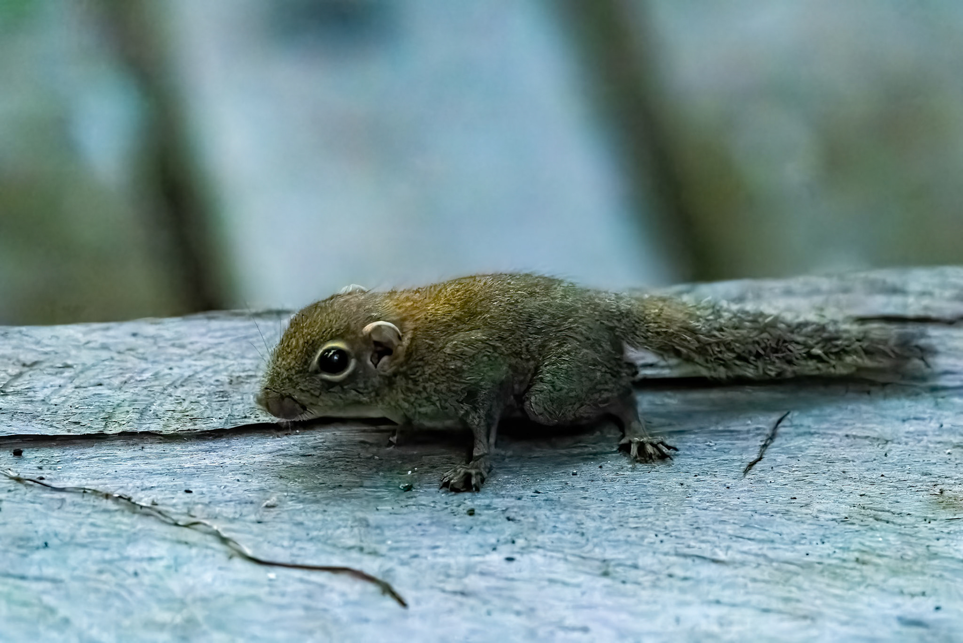 Least pygmy squirrel, Sukau, Borneo