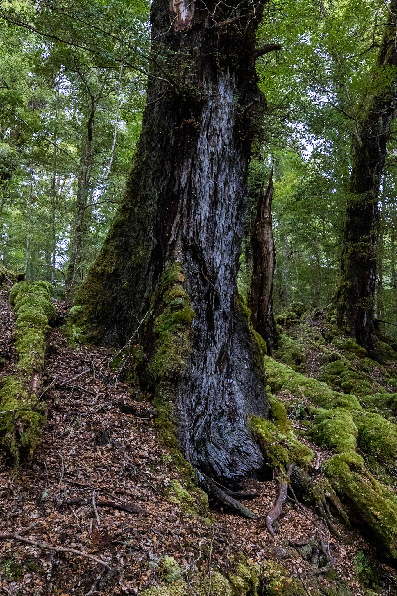 Te Anau to Queenstown, New Zealand