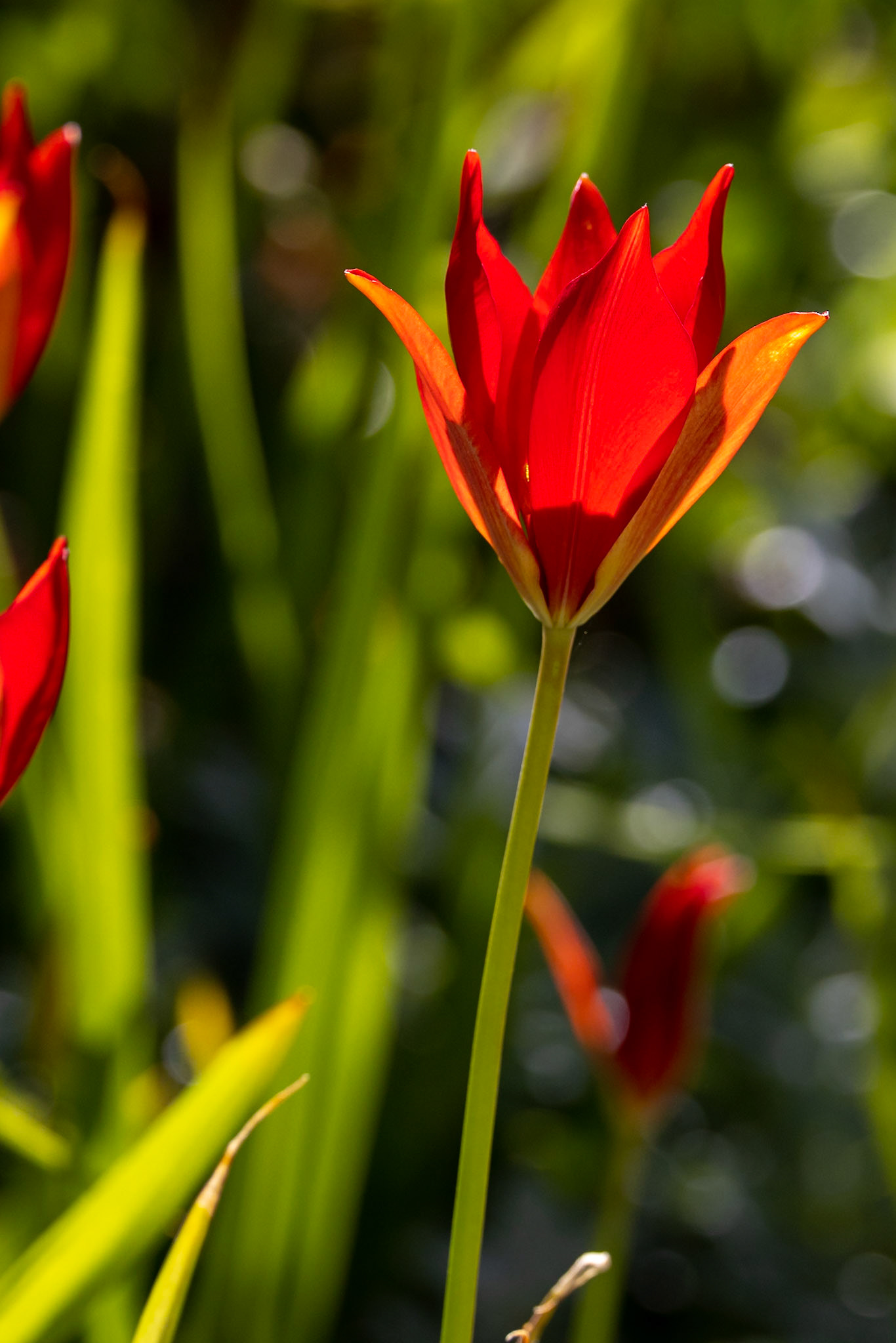 Dunedin, New Zealand