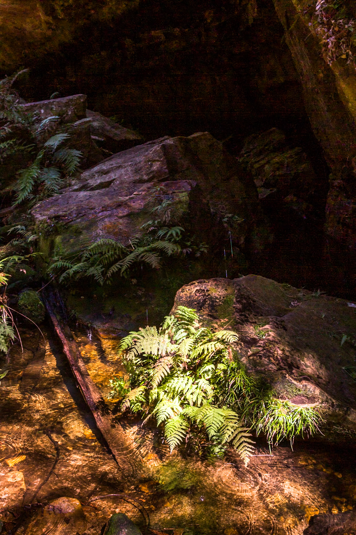 Descended from Neates Glen car park down to and through the Grand Canyon and back up to Evans Lookout. We continued along the clifftop path to Govett's leap and then on to Pulpit Rock. Notes by Peter Watt.