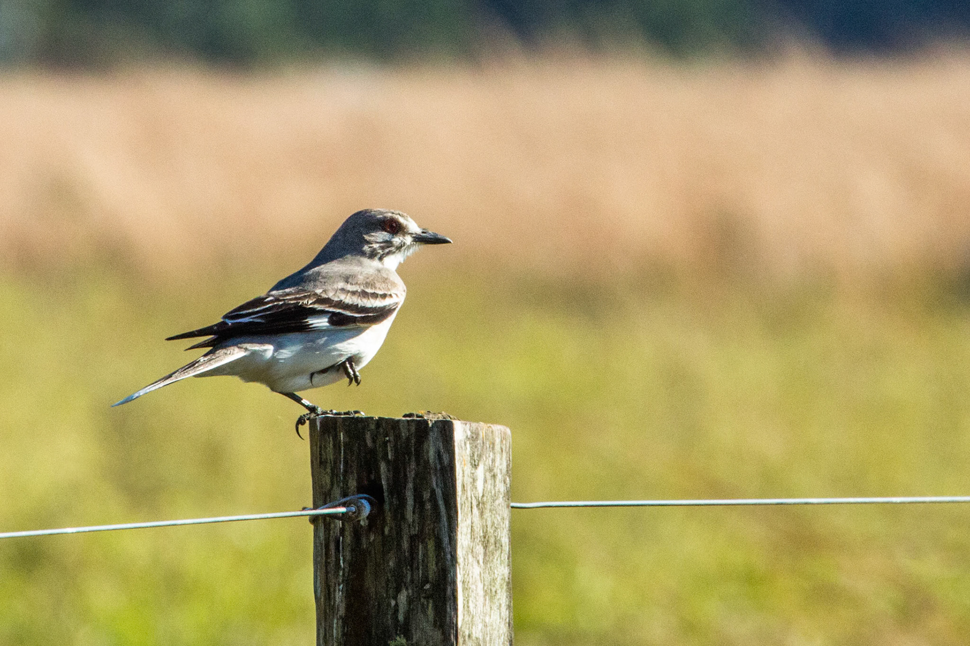 Gray mongita, Puerto Valle Esteros, Ibera wetlands, Corrientes, Argentina