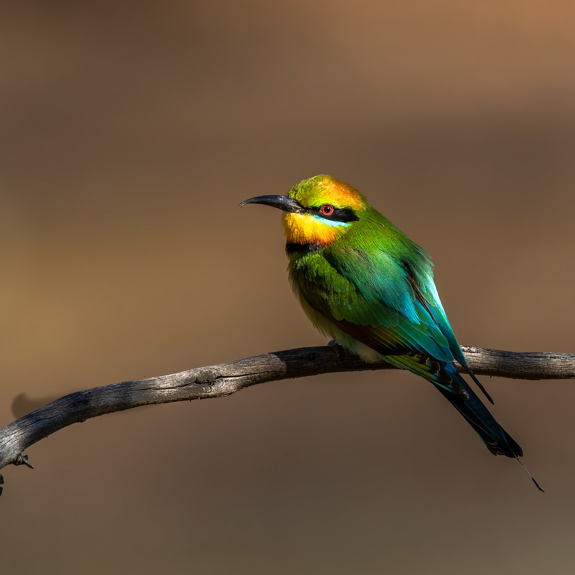 Rainbow bee-eater, Lake Moondarra, Mount Isa, Queensland, Australia