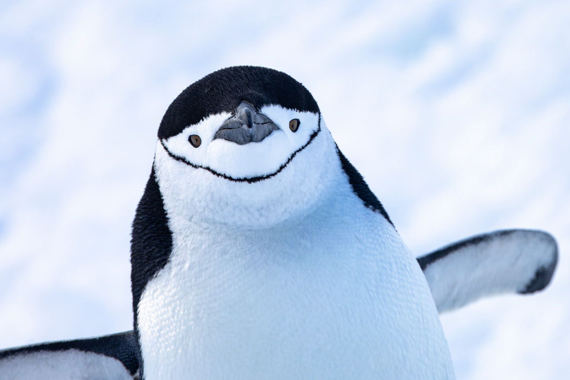 Chinstrap penguin, Half-moon Island, Shetland Islands, Antarctica