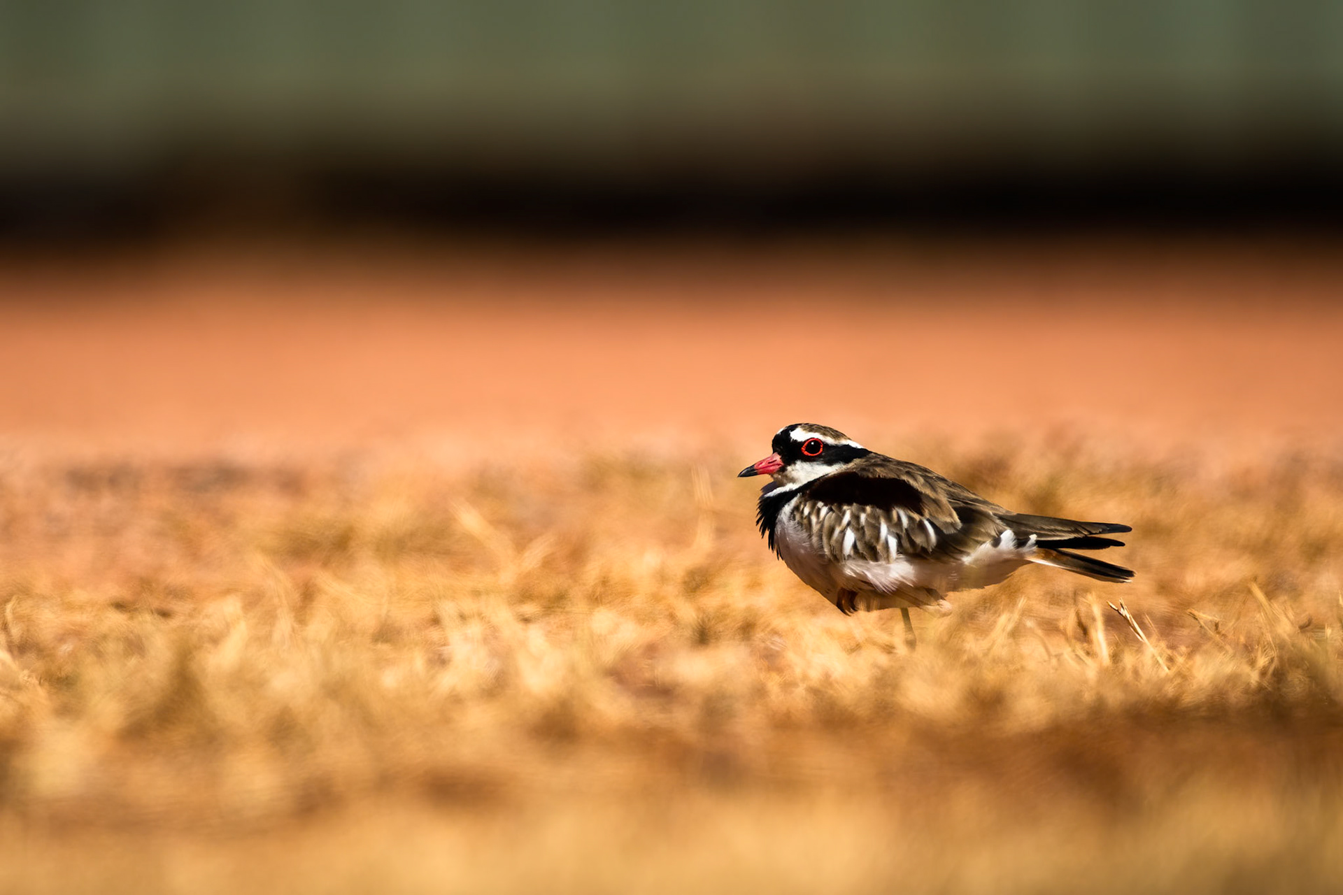 Black-fronted dotterel, near Three Ways, Northern Territory, Australia