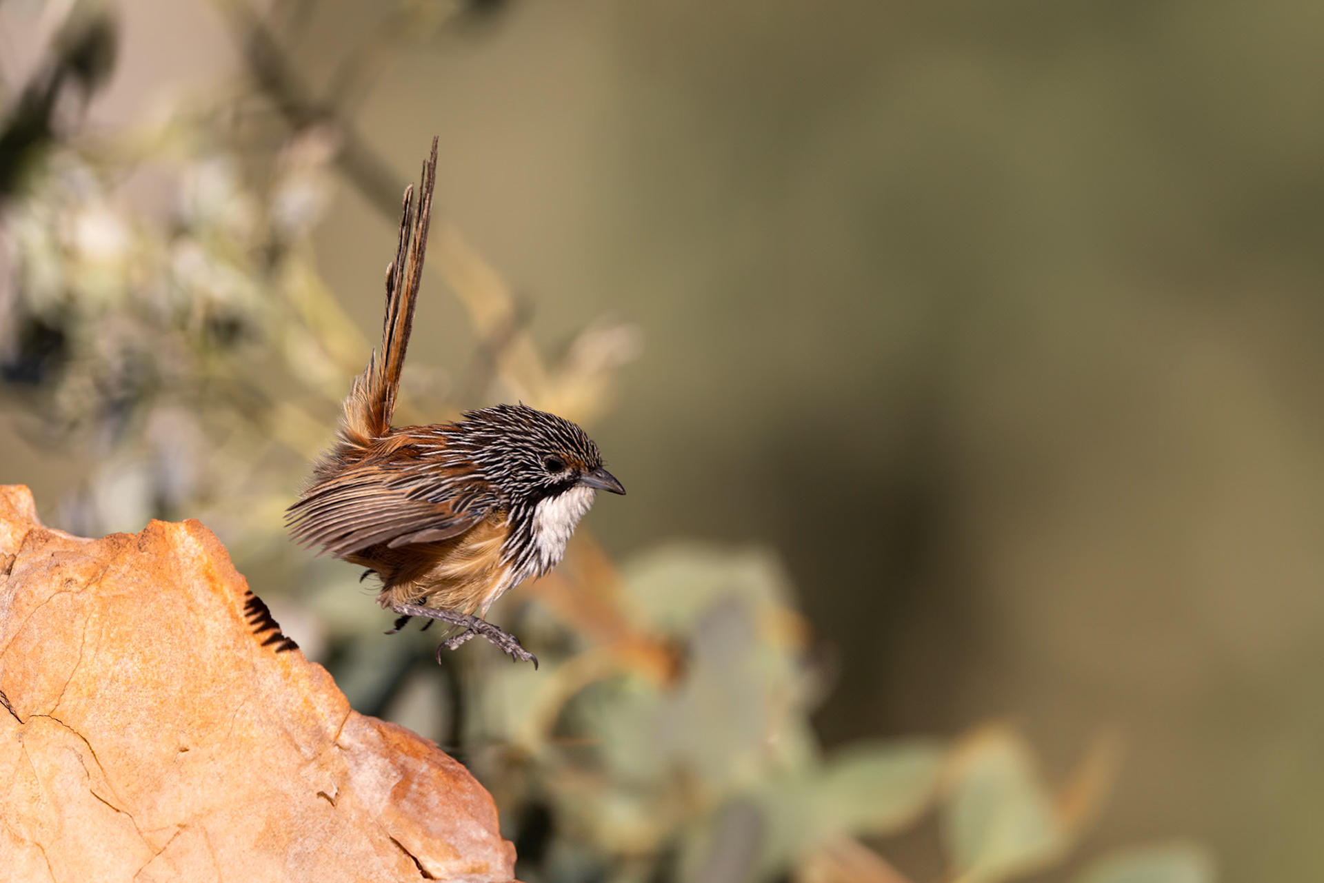 Carpentarian grasswren, Mt Isa, Queensland, Australia