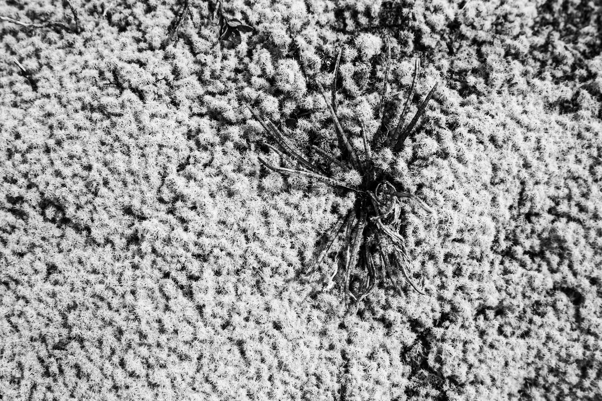 Waihohonu to Whakapapa village, Tongariro, New Zealand