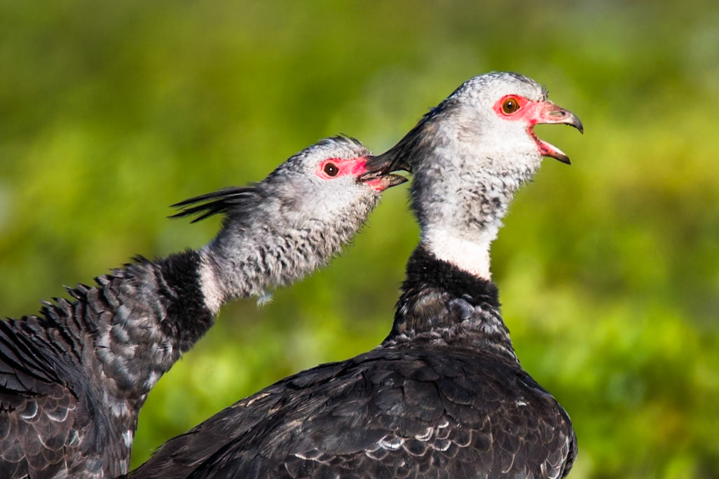 Southern screamers. Porto Jofre, Pantanal, Brazil