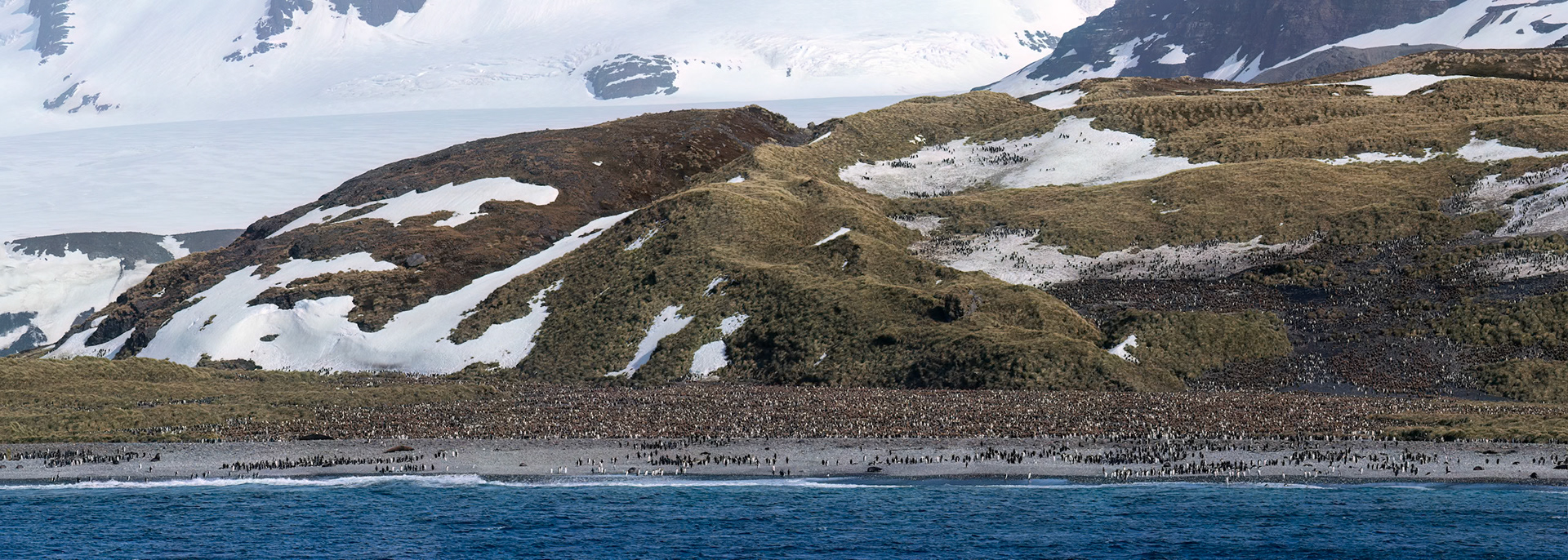 King penguin, Salisbury Plains, South Georgia