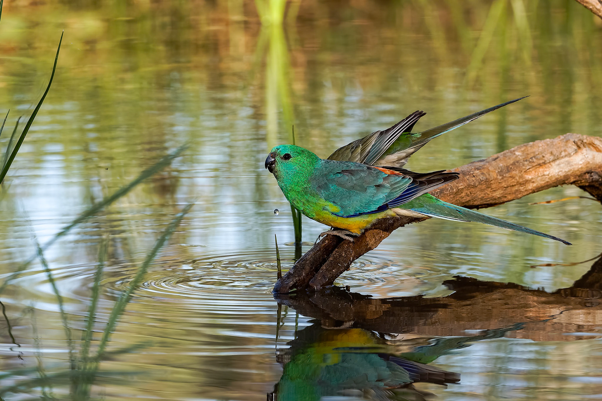 Red-rumped parrot, Kerlew hide, Lake Cargelligo, NSW, Australia