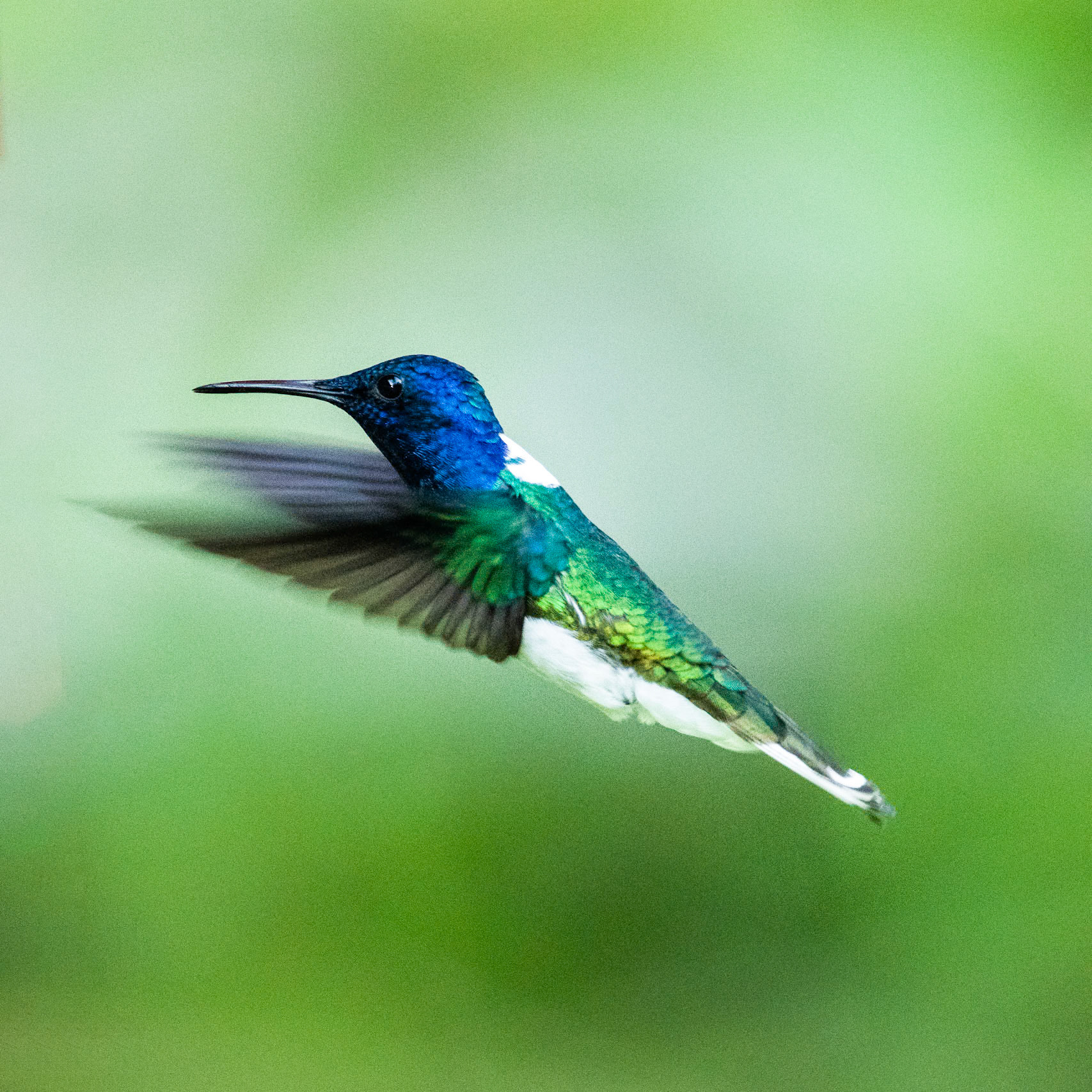 White-necked jacobin, Amazonia Lodge, Manu National Park,  Peru
