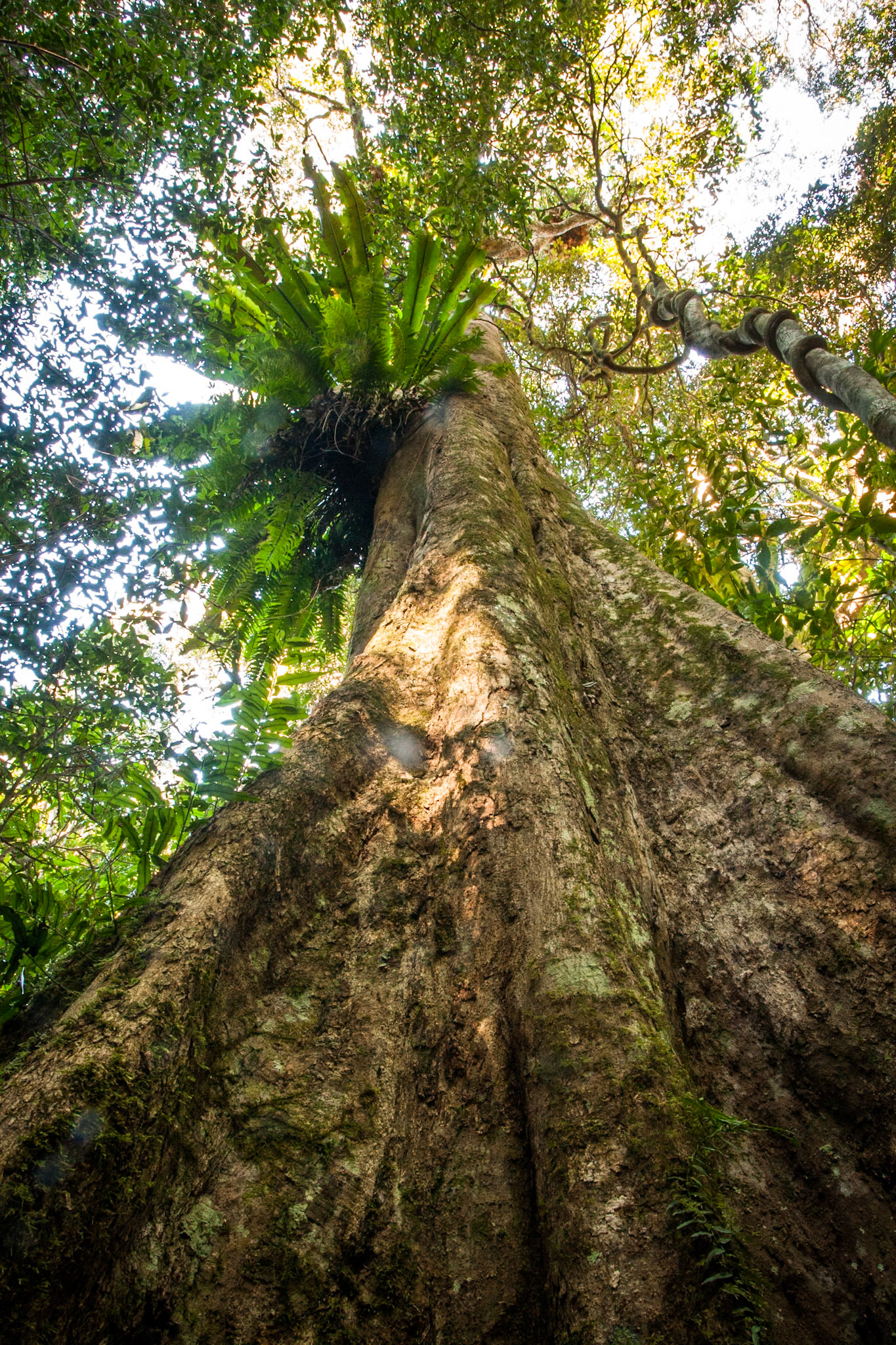 Lamington National Park, Queensland