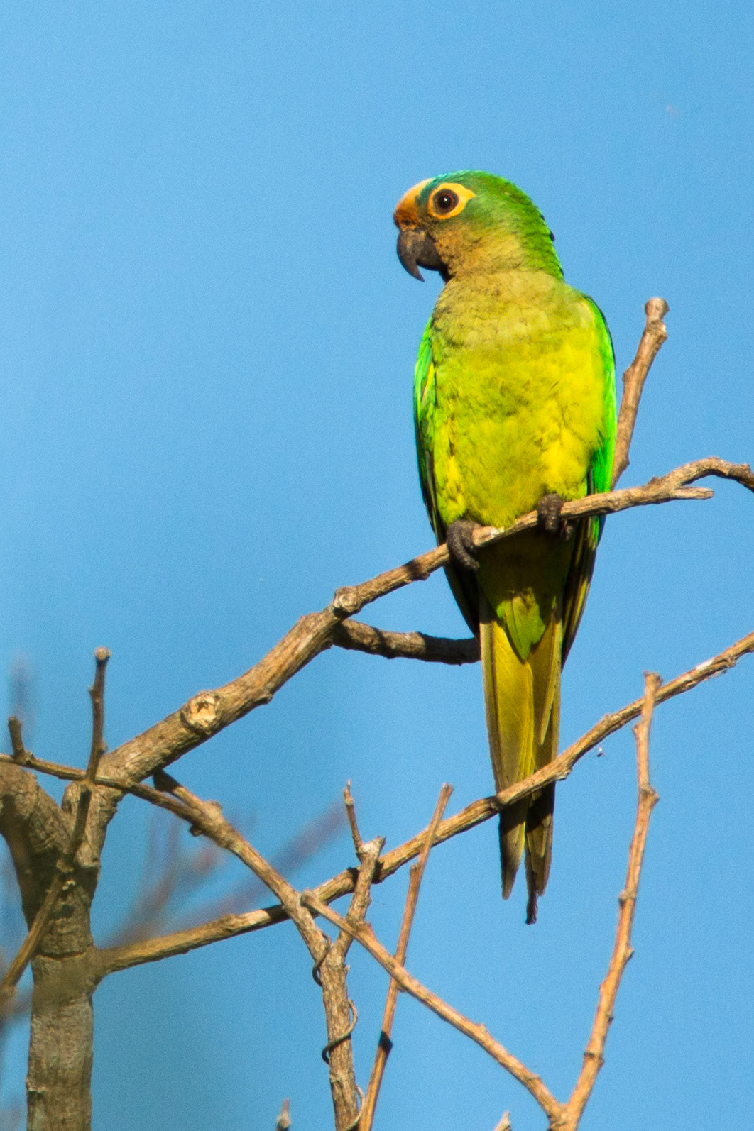 Peach-fronted parakeet, Porto Jofre, Pantanal, Brazil