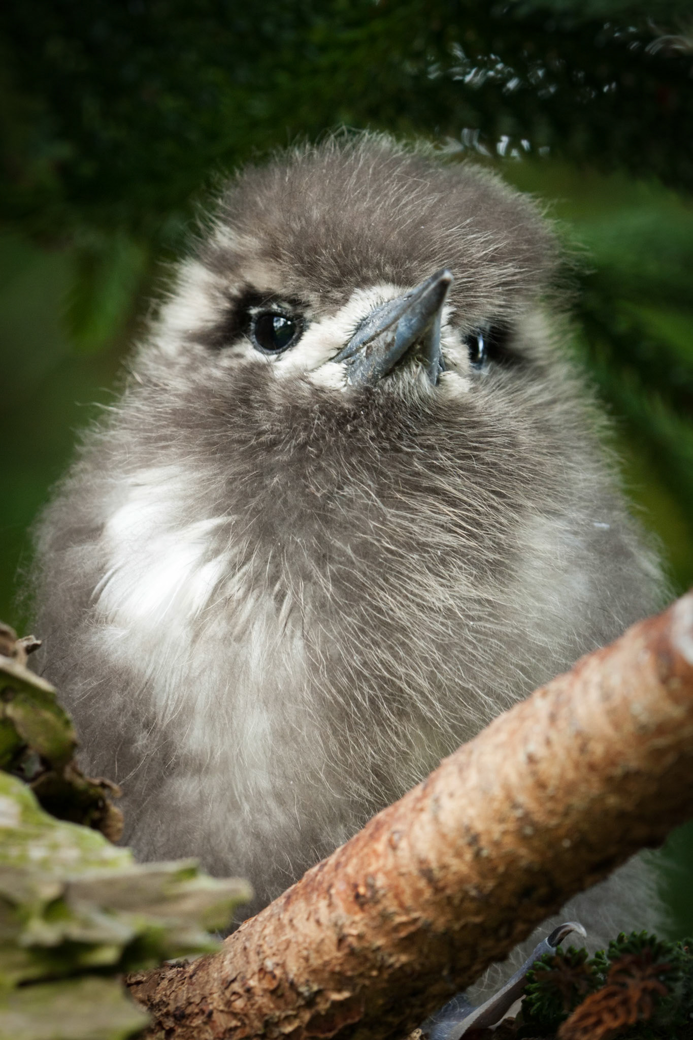 A fluffy white tern chick, Lord Howe Island.