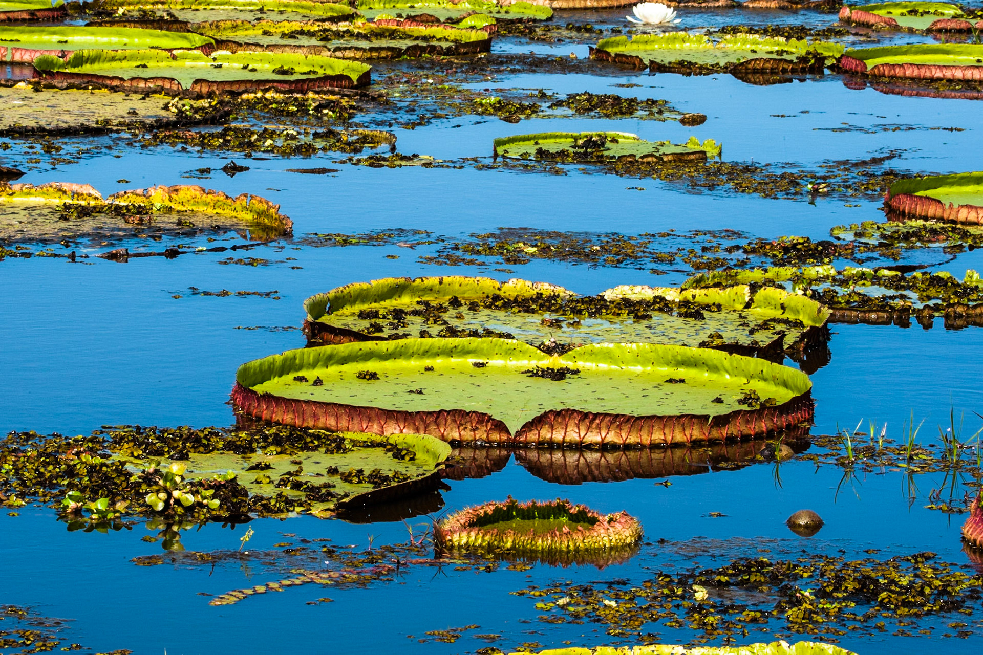 Waterlillies, Porto Jofre, Pantanal, Brazil