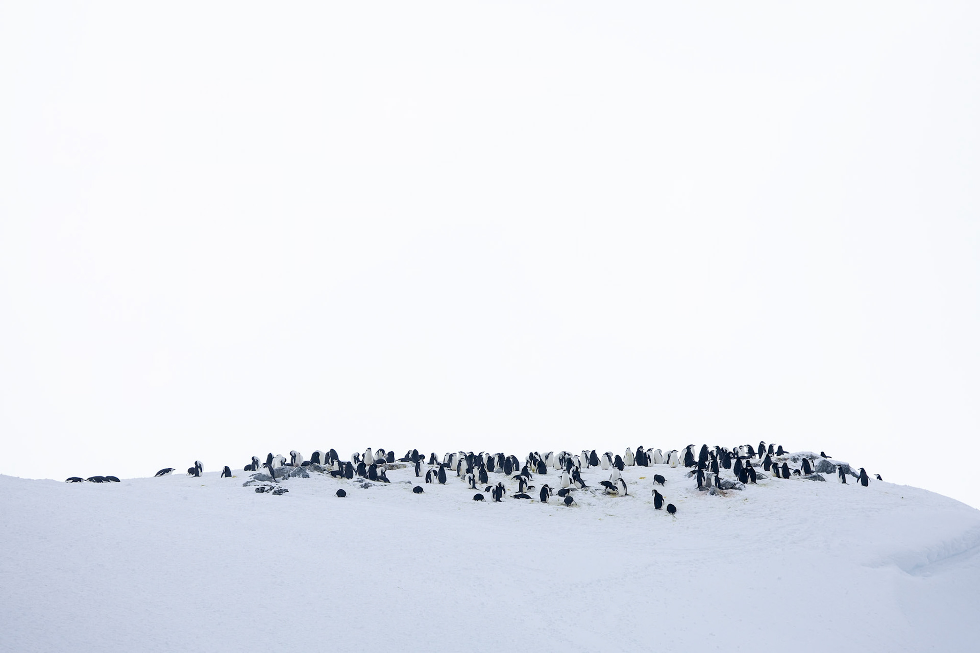 Chinstrap penguin, Cierva Cove, Antarctica