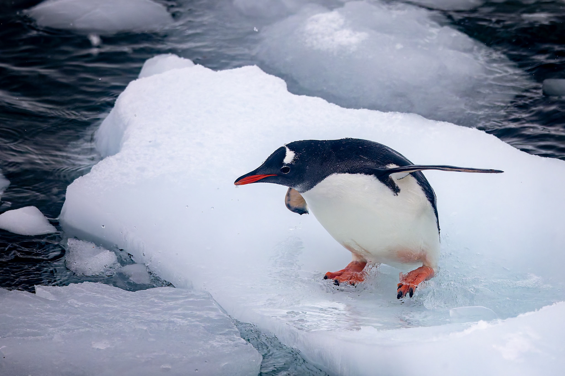 Gentoo penguin, Danko Island, Antarctica