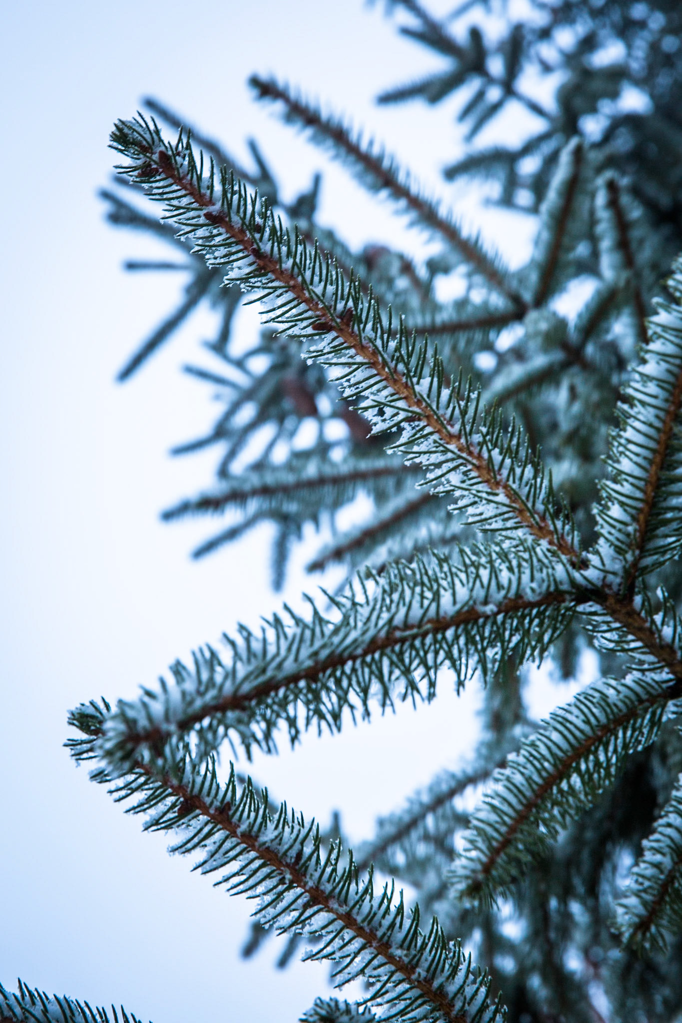 Glenella, Blackheath, Blue Mountains