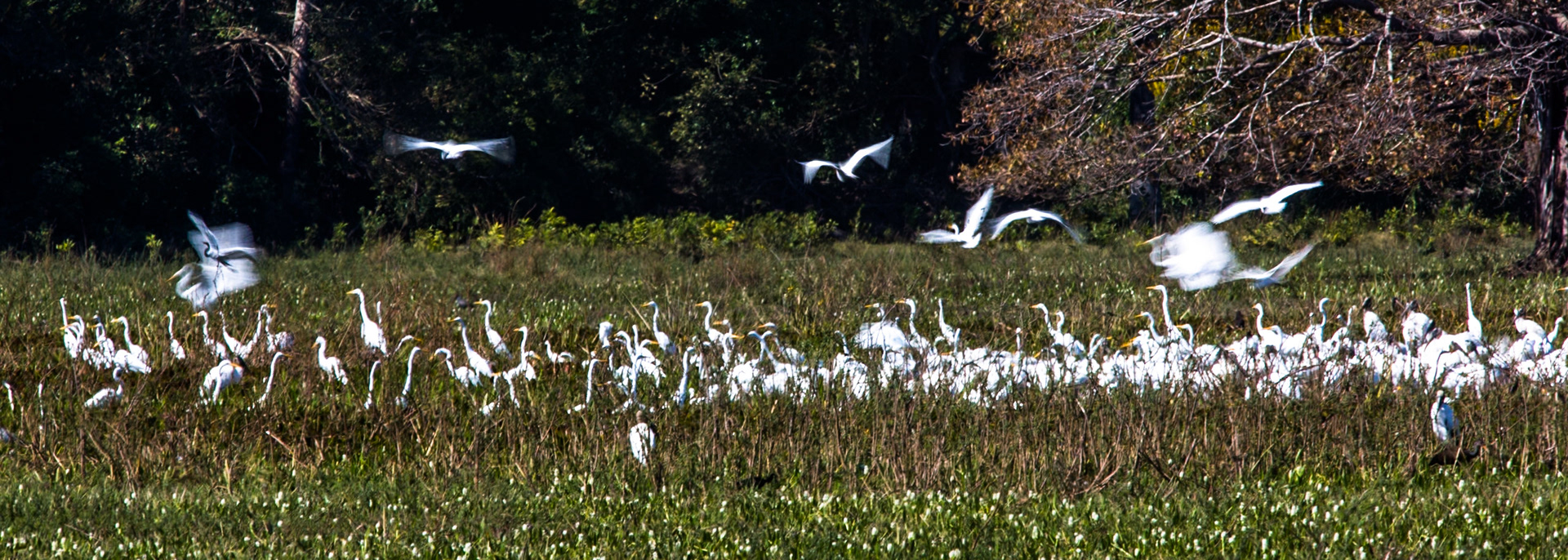 Great egrets, Pousada Piuval, Pantanal, Brazil