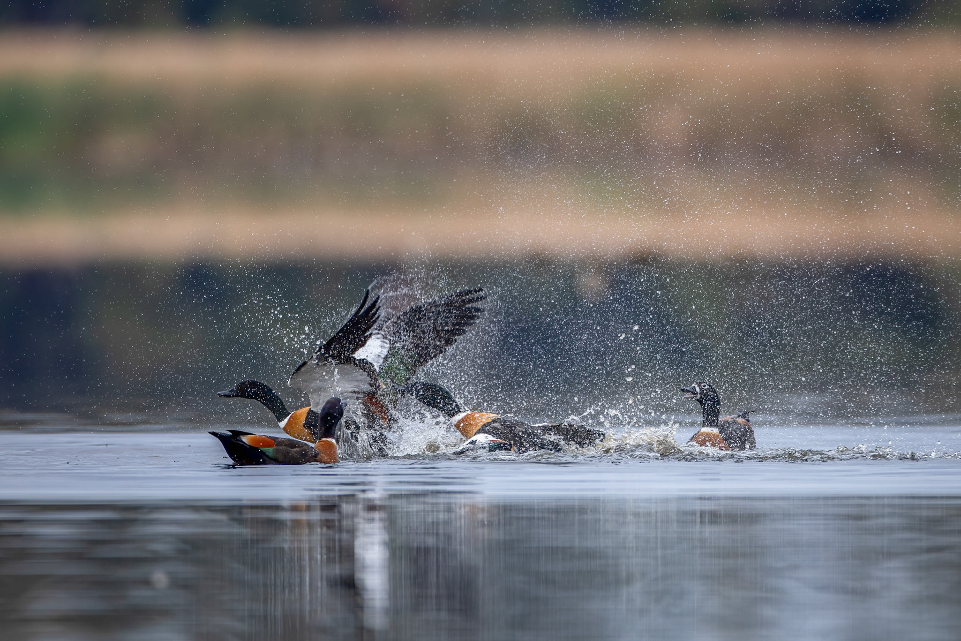 Australian shelduck, Perth, West Australia