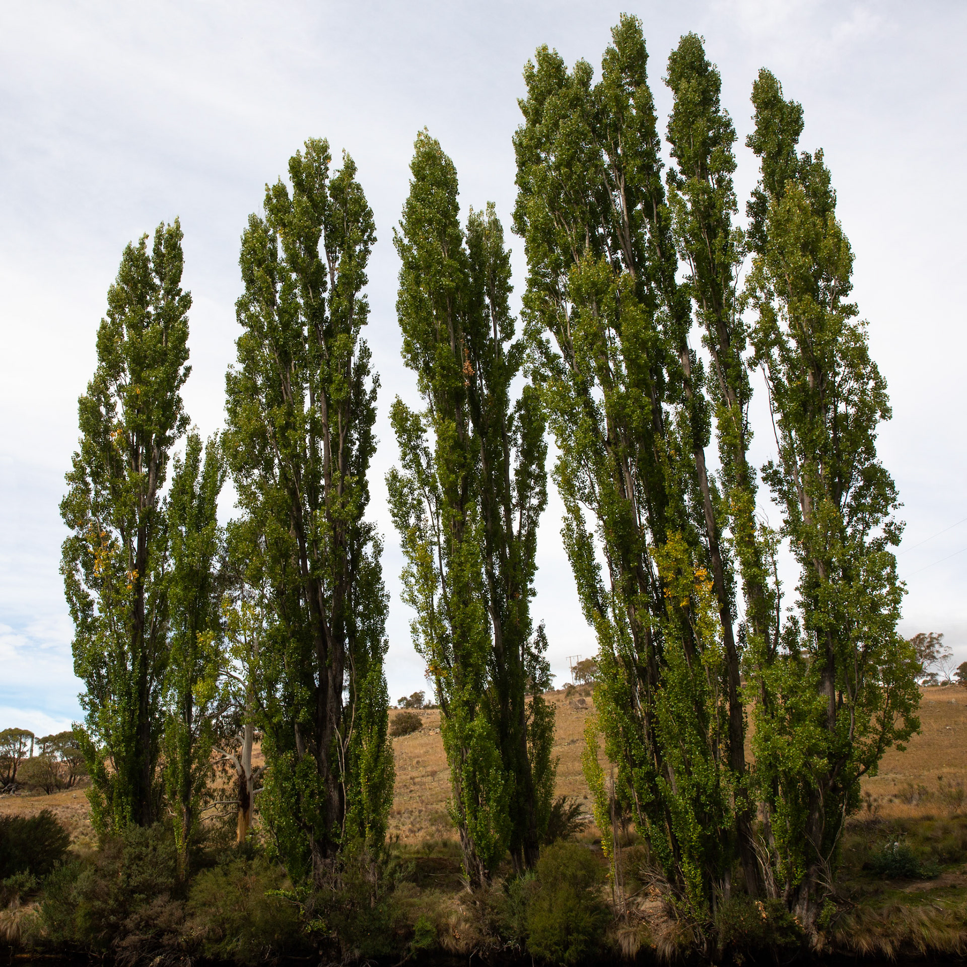 Sawpit creek track, Mount Kosciuszko National Park, Snowy Mountains, New South Wales
