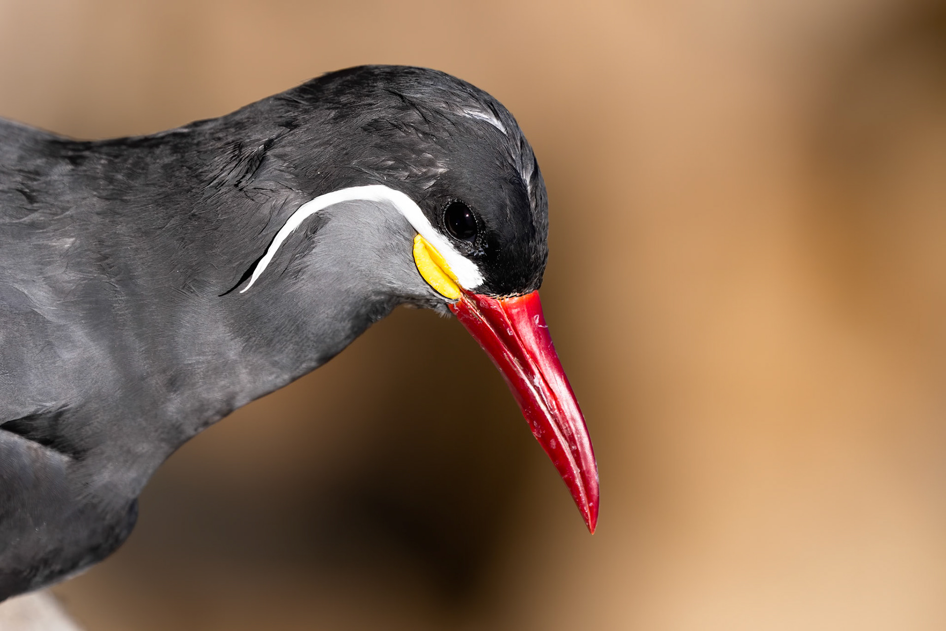 Inca tern, Vinã del Mar, Chilé
