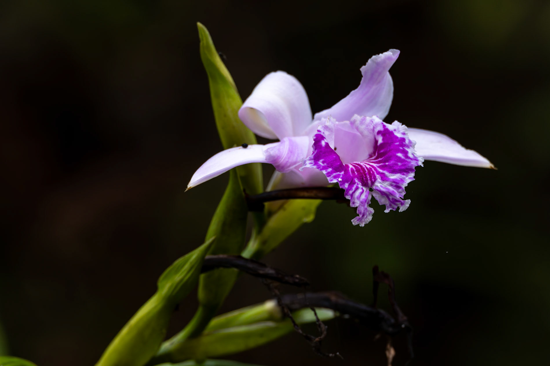 Copalinga Ecolodge, Copalinga, Ecuador