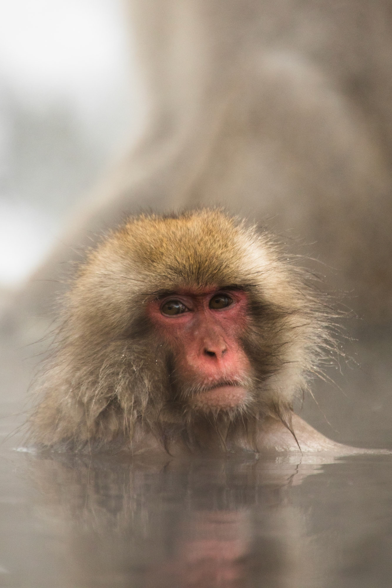 Jigokudani Yaen-Koen, Snow Monkeys, Yudanaka, Japan