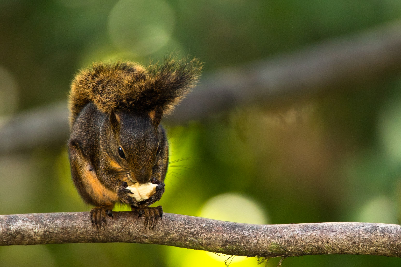 Red-tailed squirrel, Cock of the Rock lodge, Manu road, Peru