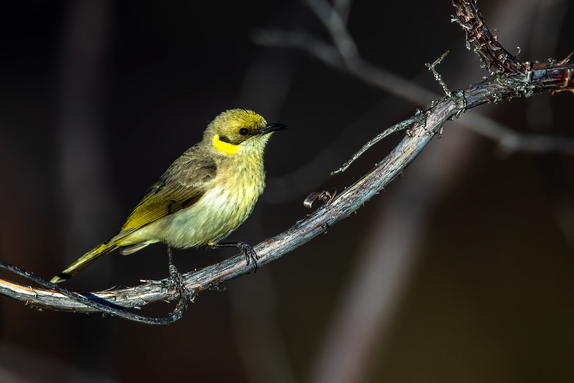 Yellow-tinted honeyeater, Mount Isa, Queensland, Mount Isa