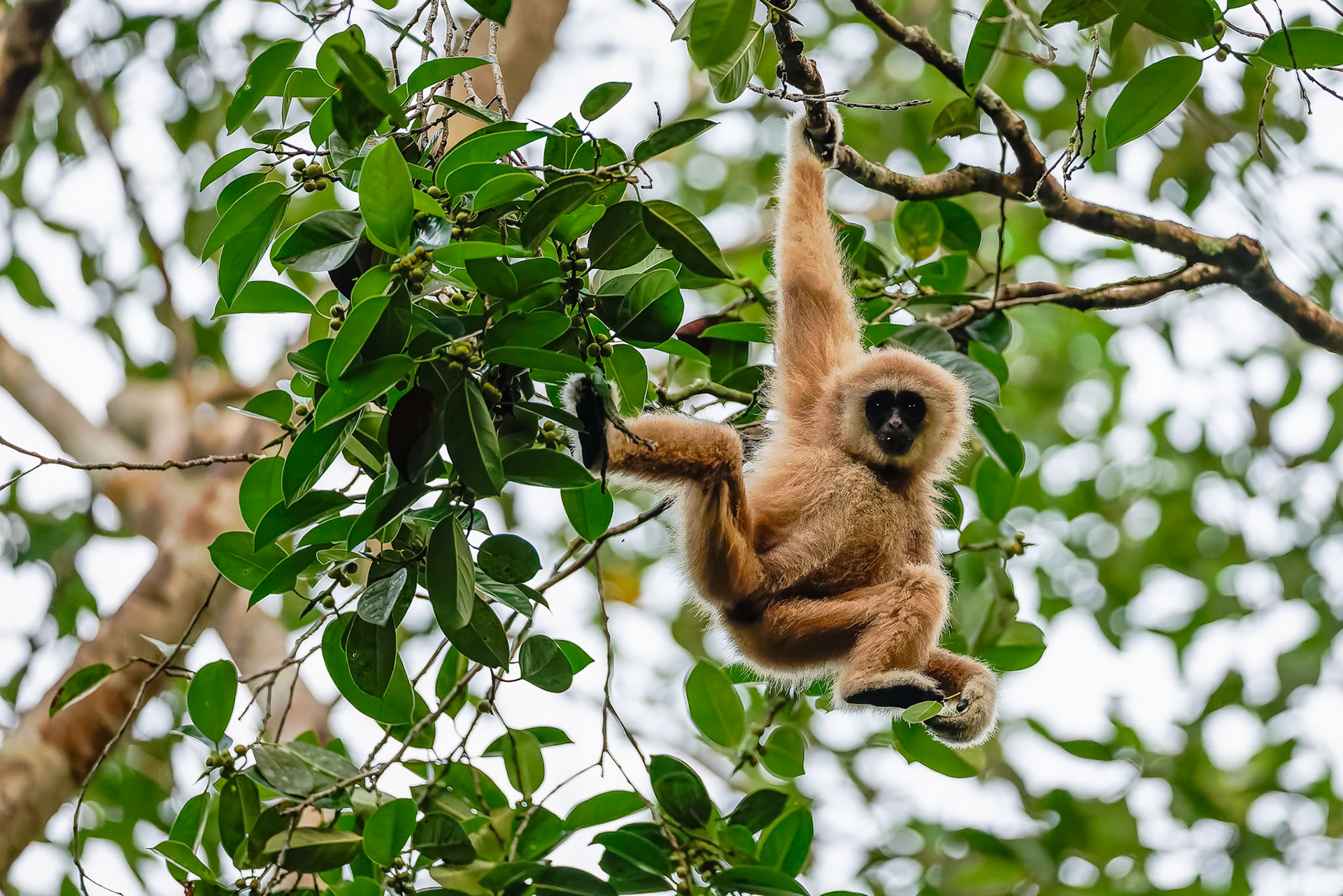 Lar Gibbon, Khaeng Krackan National Park, Thailand