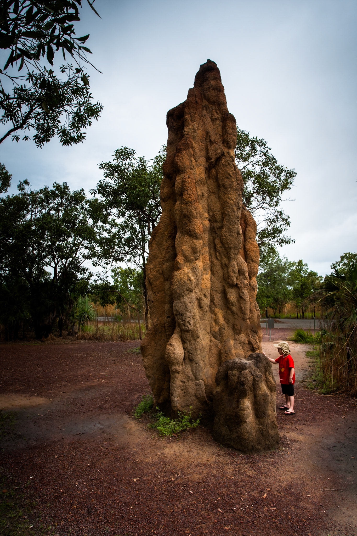 Cathedral-ant hill, Litchfield, Northen Territory, Australia