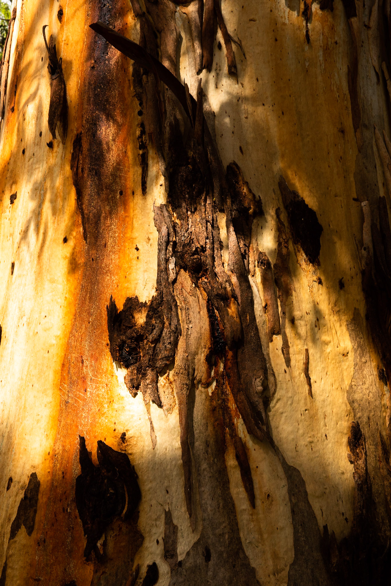Sawpit creek track, Mount Kosciuszko National Park, Snowy Mountains, New South Wales