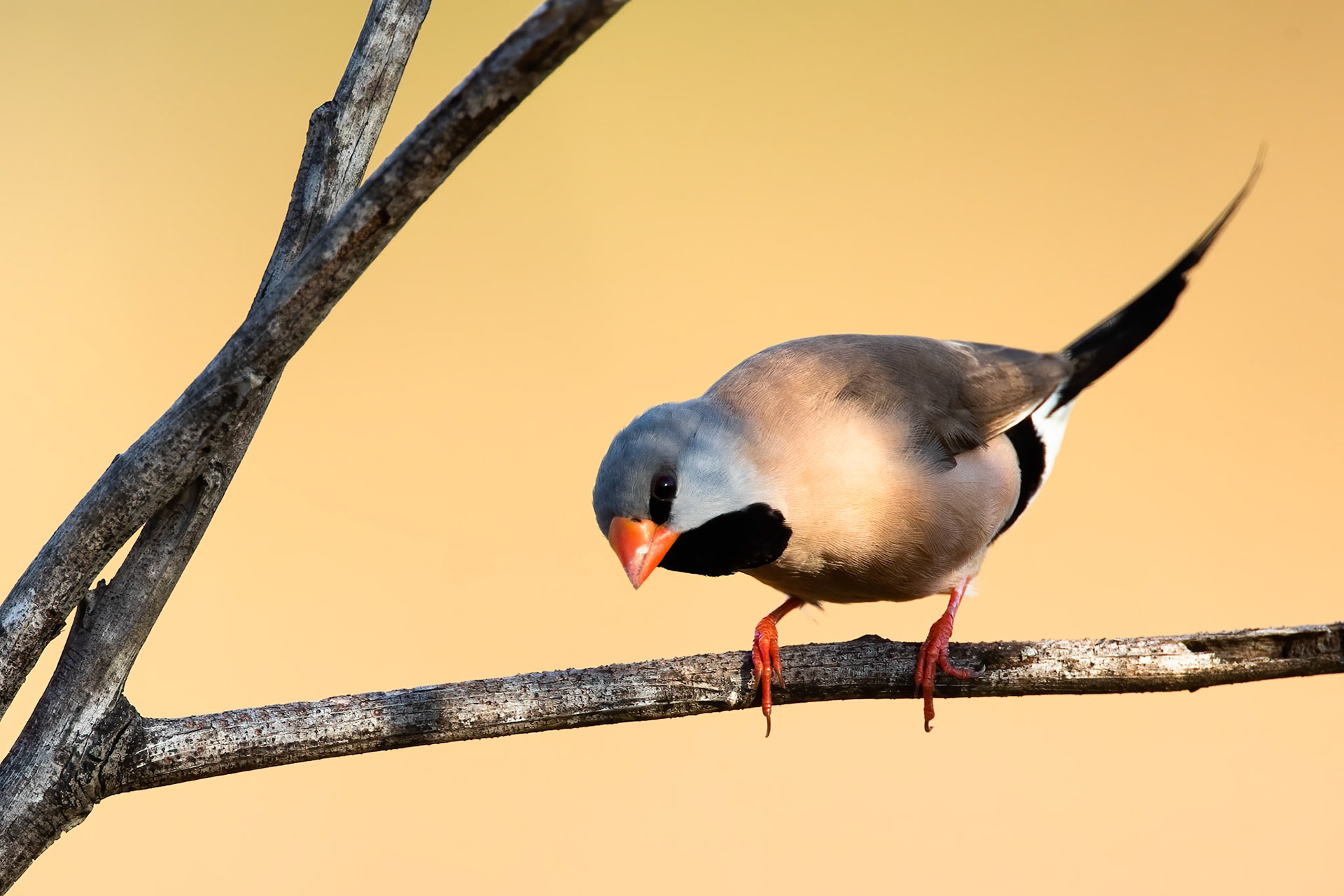 Long-tailed finch, Marlow lagoon, Darwin, Australia