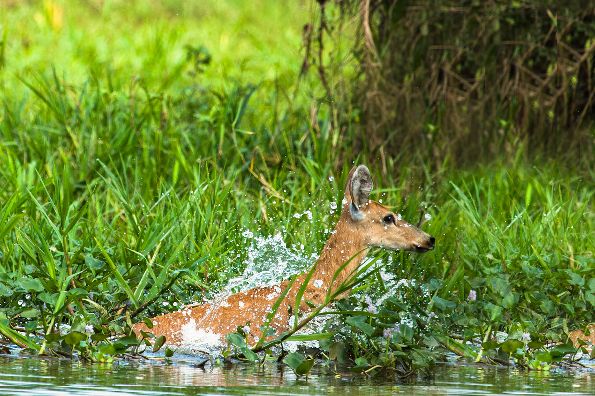 Marsh deer, Porto Jofre, Pantanal, Brazil