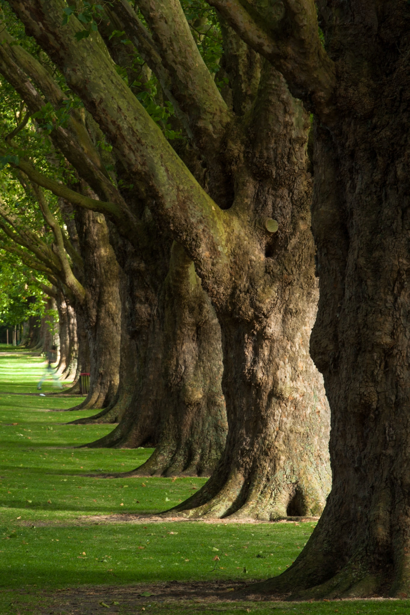 Plane Tree Avenue, Jesus Green, Cambridge