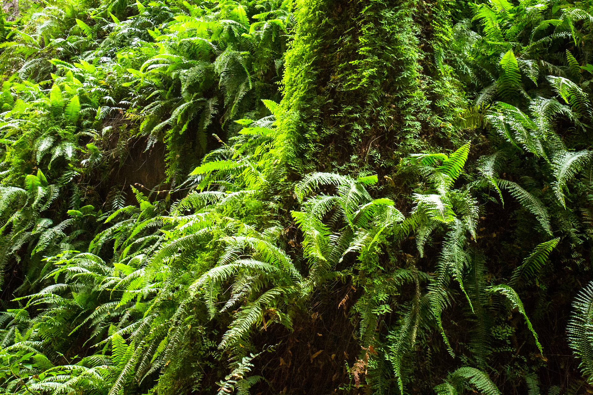 El Questro Gorge, El Questro Wilderness Park, The Kimberly, Western Australia
