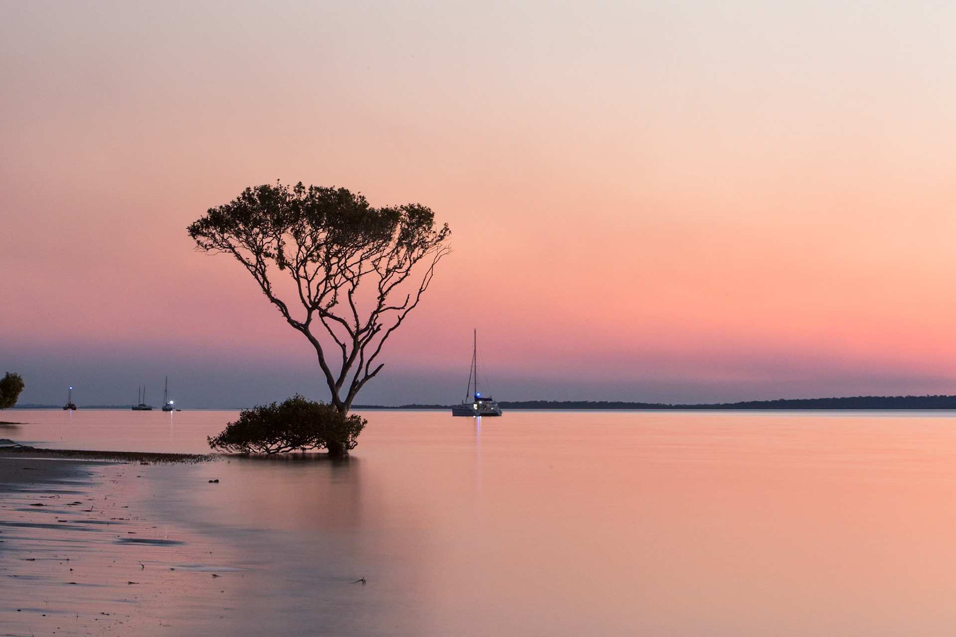 Mangrove tree at sunset- silouette, Fraser Island, Queensland