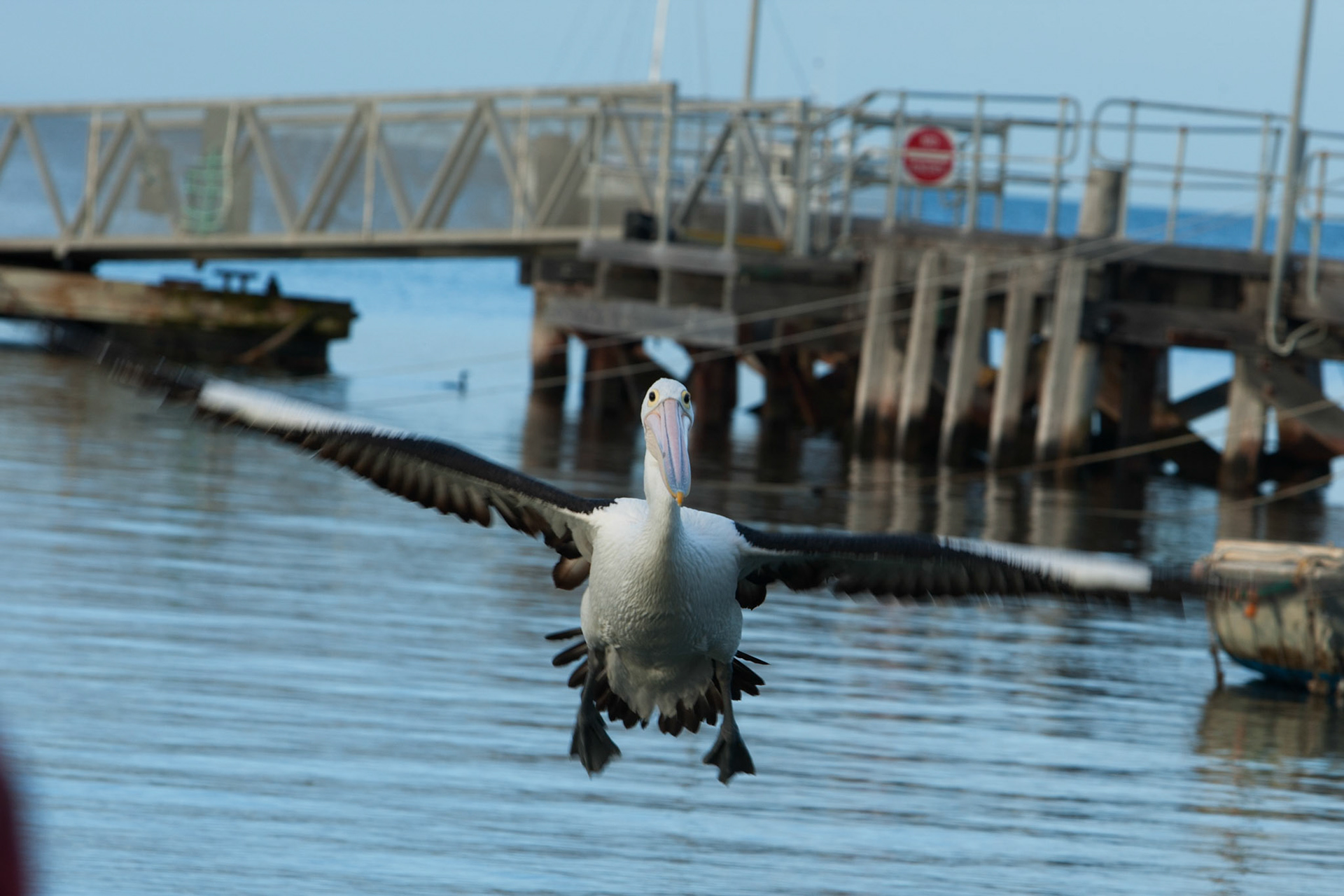 Australian pelicans gathered for a daily feed, Kingscote, Kangaroo Island