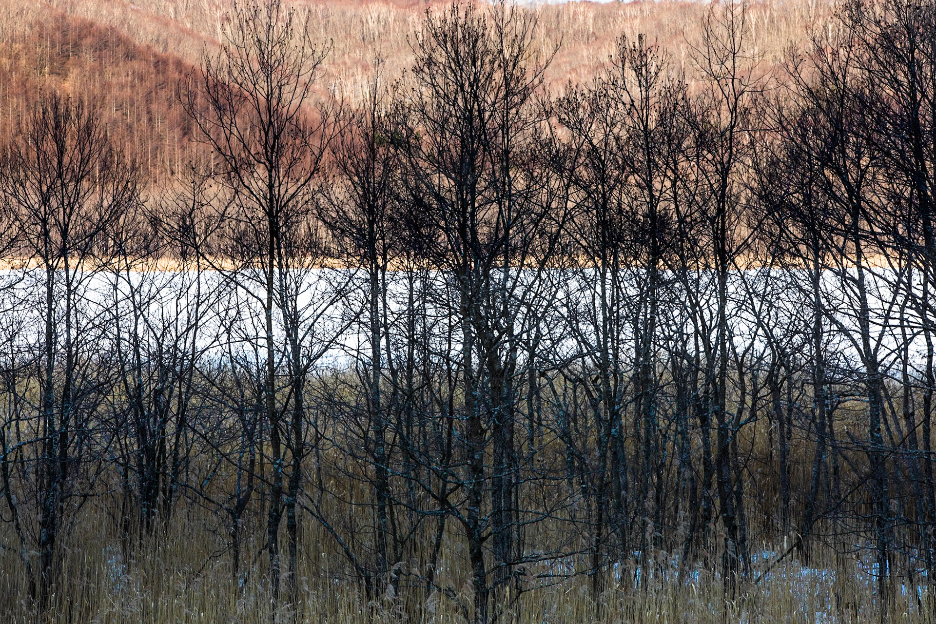 Kushiro marshland, Hokkaido, Japan