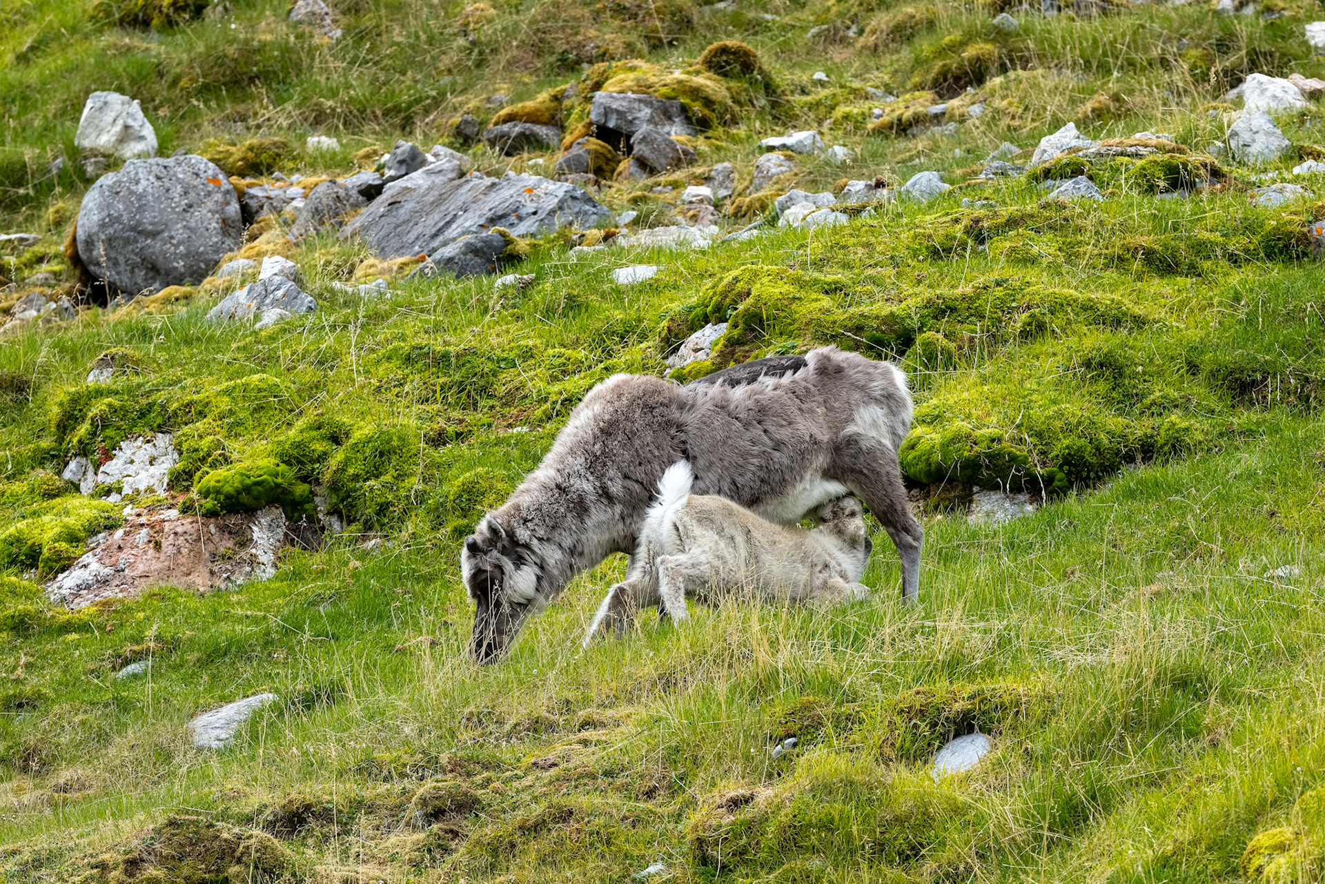 Svalbard reindeer, Cadiopynten, Svalbard, Norway
